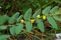 Cassia nomame Extract 8% Dimer Flavan 