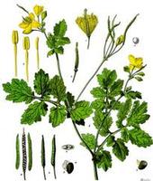 Celandine (Greater) Extract