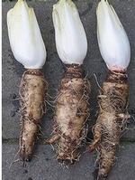 Chicory Root Extract