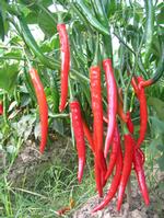 Capsaicinoids---Red Chilli Extract