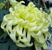 Chrysanthemum Extract