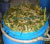 Corn silage