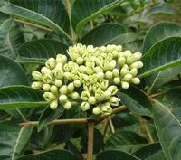 Evodia rutaecarpa Extract Evodiamine 