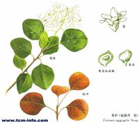 Fructooligosaccharide (FOS) Oligofructoseor Sucrosetrisacchride