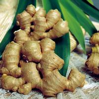 Ginger Extract gingerols
