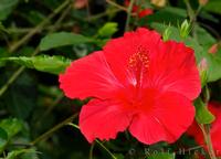 Hibiscus Flower Extract 5% Vitamin C