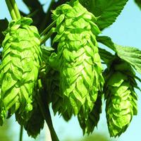 Humulus lupulus Extract--0.4% Xanthohumol