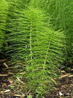 Horsetail Extract
