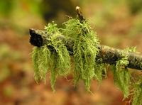 Lichen Usnea Extract