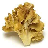Maitake Mushroom Extract