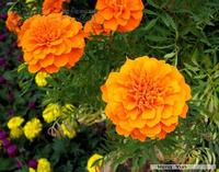 Marigold Extract