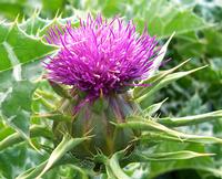 Milk Thistle Extract