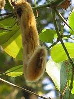 Mucuna Pruriens Extract--Dopa