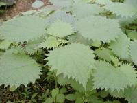 Nettle Extratct