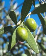 Olea europaea Extract