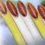sell Plastic Coated Copper Water Tube
