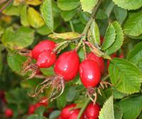 Rose hip Extract