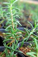 Rosemary Extract