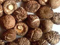 Shitake Mushroom Extract