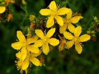 St. Johns Wort Extract