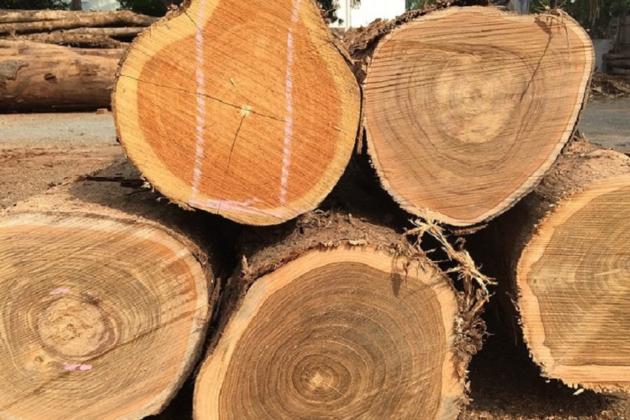 Teak logs lumber for sale