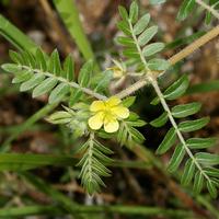 Tribulus Terrestris Extract