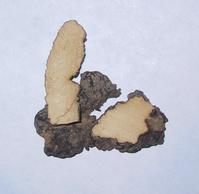 Zhu-Ling Extract