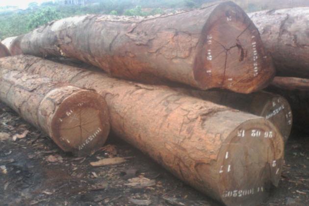 Azobe Logs