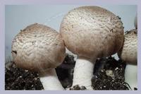 Agaricus blazei Extract