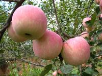 Apple Extract
