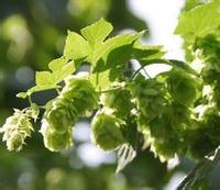 Hops Extract