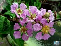 Banaba Extract