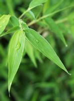 Bamboo leaf extract