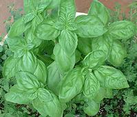 Basil Extract
