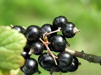 Black Currant Extract
