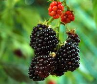 Blackberry Extract