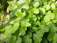 Centella Asiatica Extract 80%Triterpenes