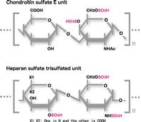 Chondroitin Sulfate