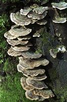 Coriolus Versicolor Extract PSP PSK
