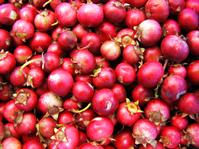 Cranberry Extract