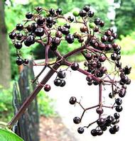 Elderberry Extract--Anthocyanidin