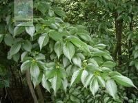 Eucommia ulmoides Leaf