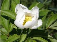 White Peony Extract