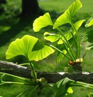 24%Flavones --Ginkgo Biloba Extract