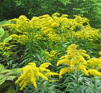 Goldenrod Extract
