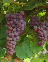 Resveratrol-Grape Skin Extract