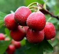 Hawthorn Berry Extract