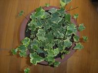 Hedera helix Extract 