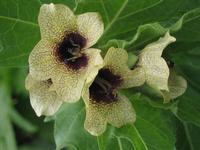 Henbane Extract 90%