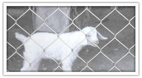 hexagonal wire netting